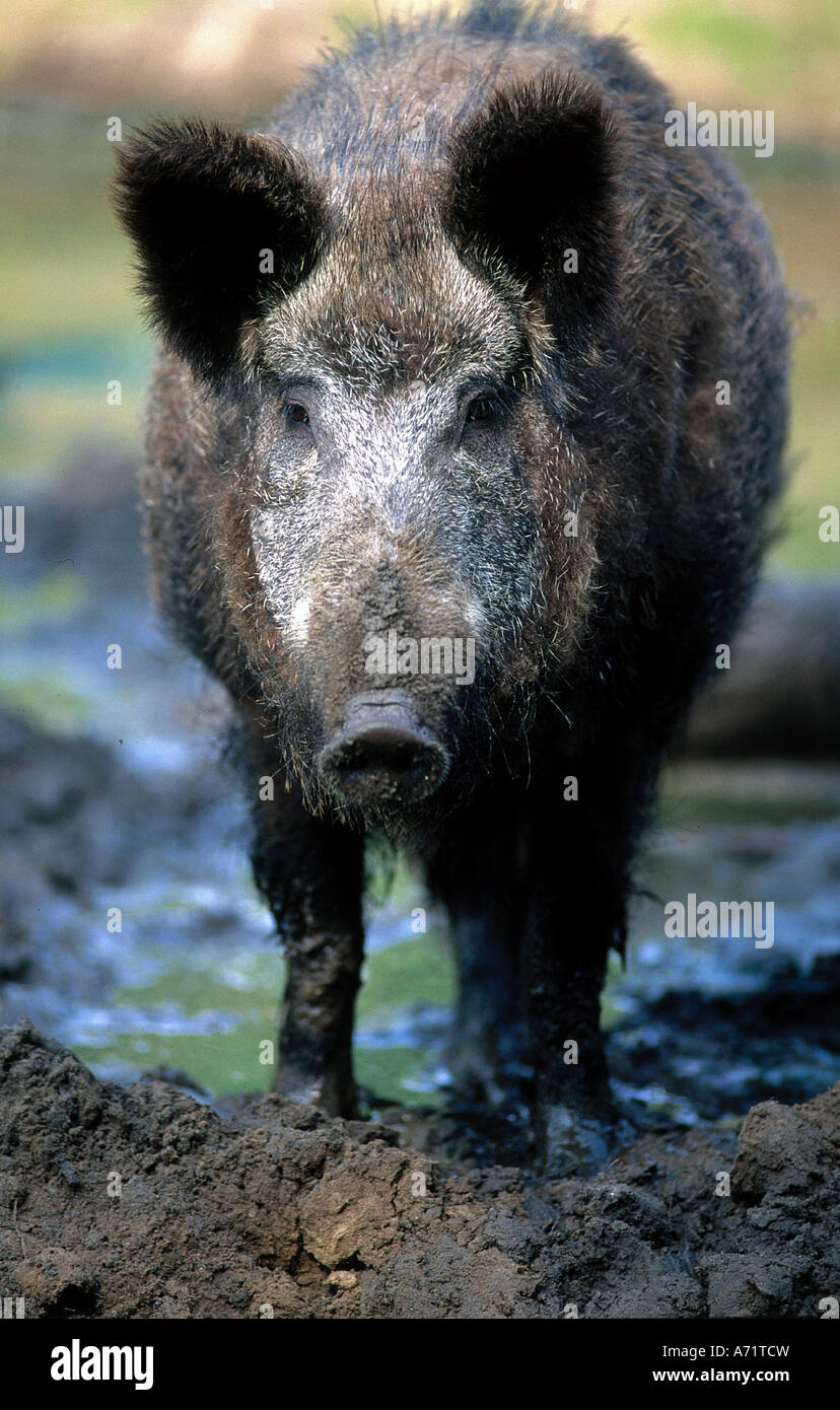 Zoologie / Tiere, Säugetier / Säugetier-, Schweine, Wildschwein (Sus Scrofa), Bache auf Feld, frontale Aufnahme, Vertrieb: Europa, Asi Stockfoto