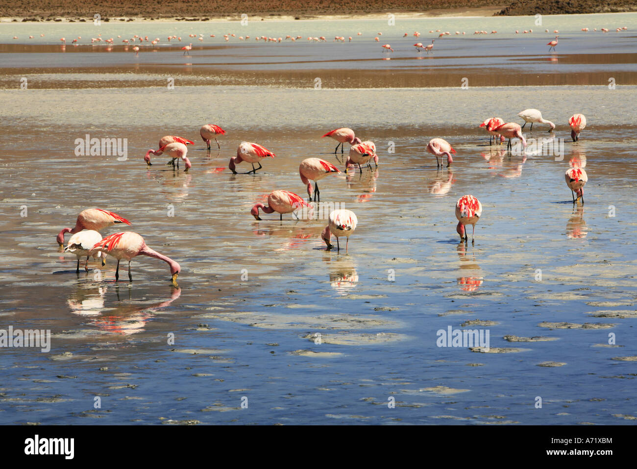 Flamingos Laguna Hedionda Bolivien Stockfoto