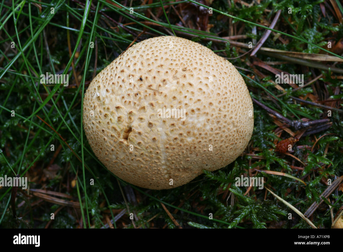 Stinkmorchel Pilze Stockfoto