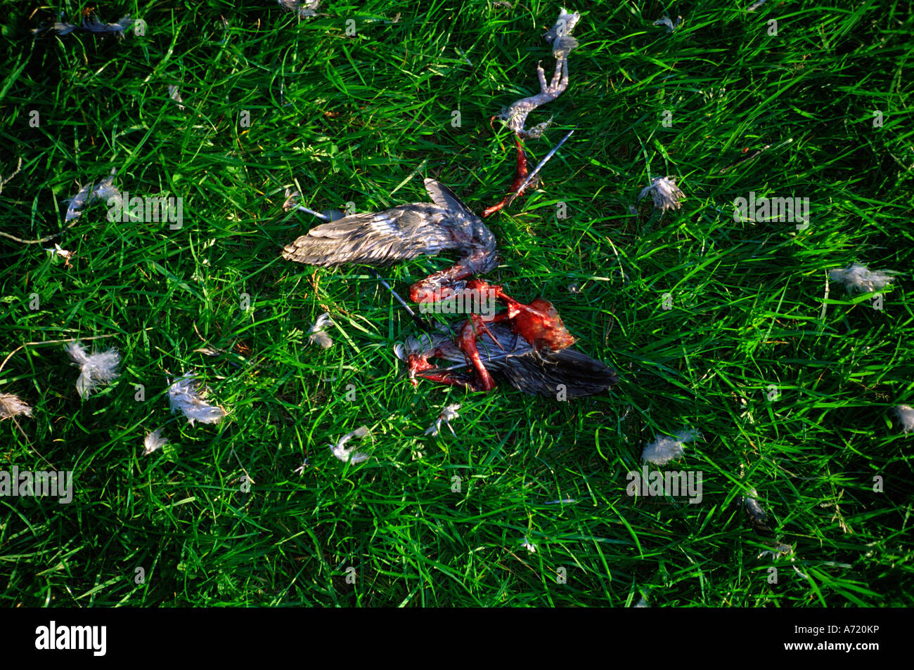 einen toten Vogel auf einem Golfplatz Stockfoto