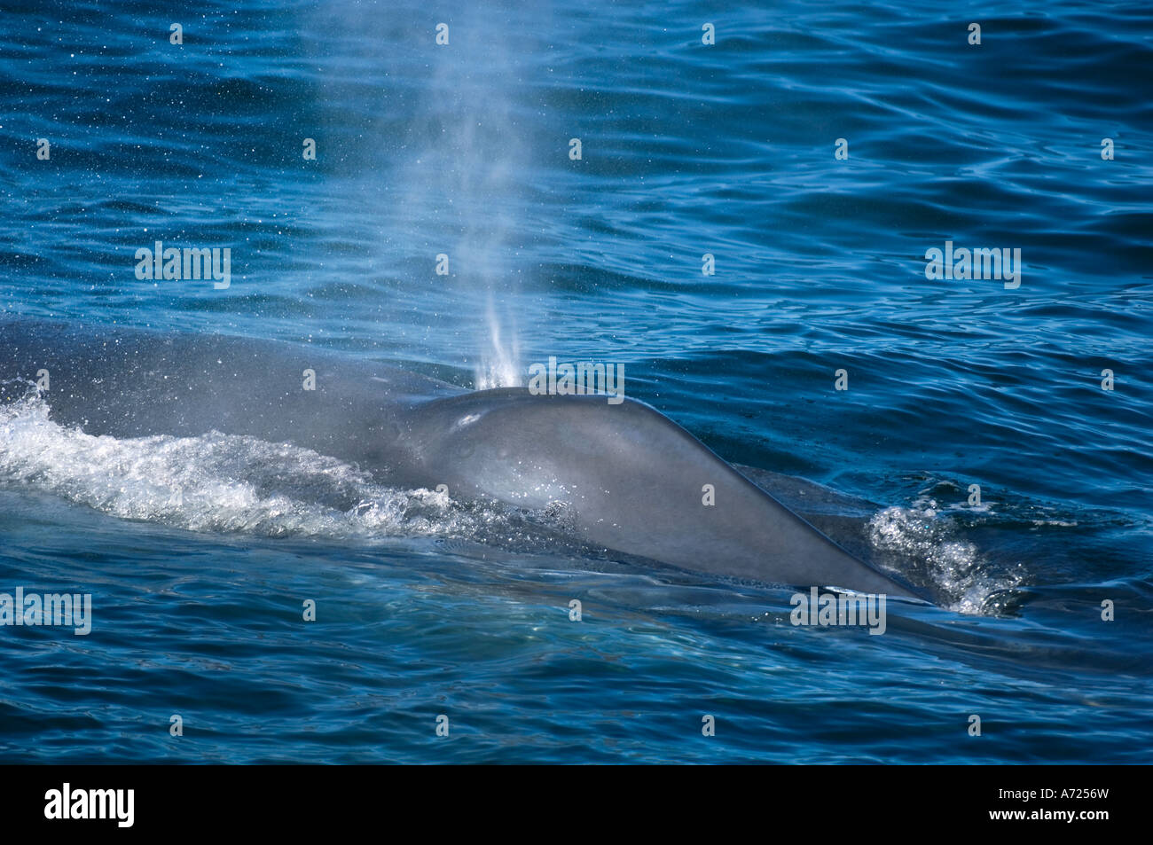 Blue Whale (Balaenoptera Musculus) Sea of Cortez Mexiko weht Stockfoto