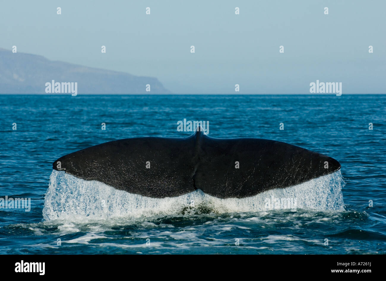 Pottwal (Physeter Macrocephalus) Tauchen Sea of Cortez, Baja California, Mexiko Stockfoto