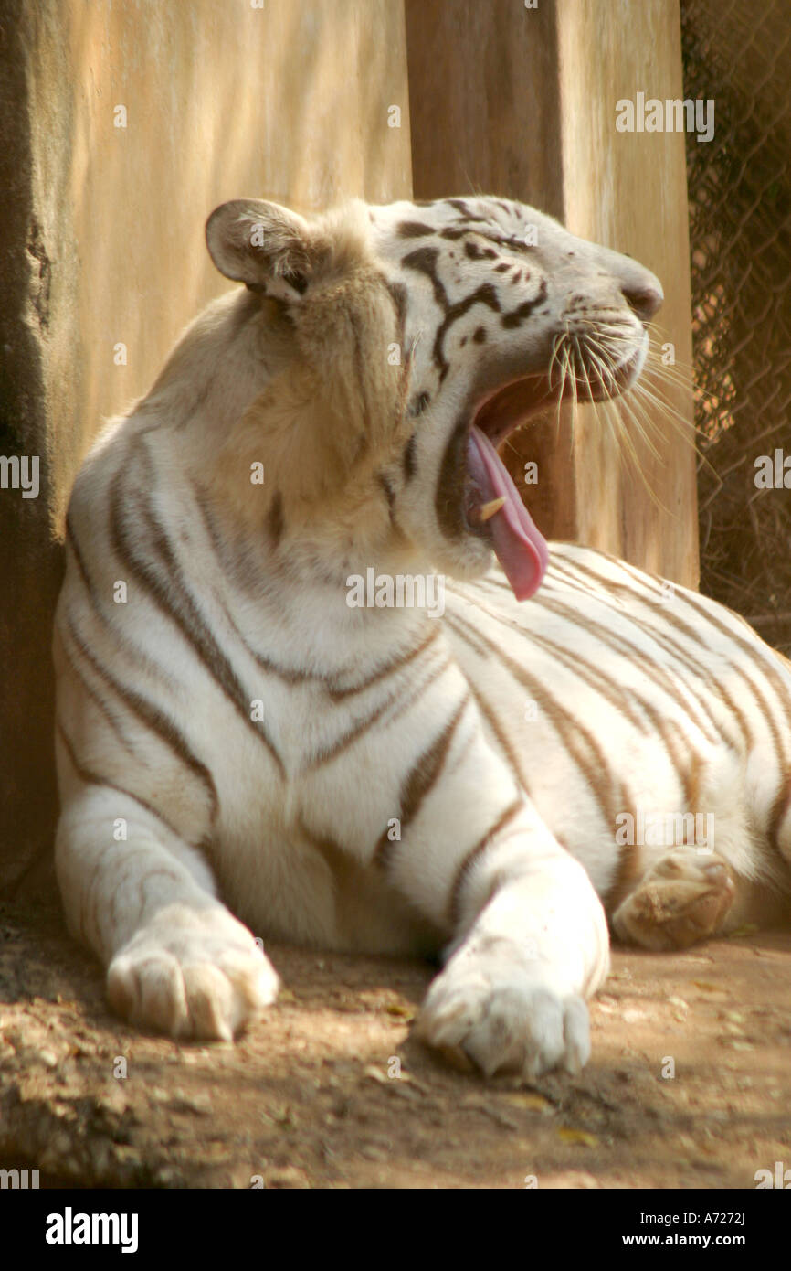 Seltene weiße Tiger im Nandankan Zoo Bhubaneswar Orissa, Indien Stockfoto