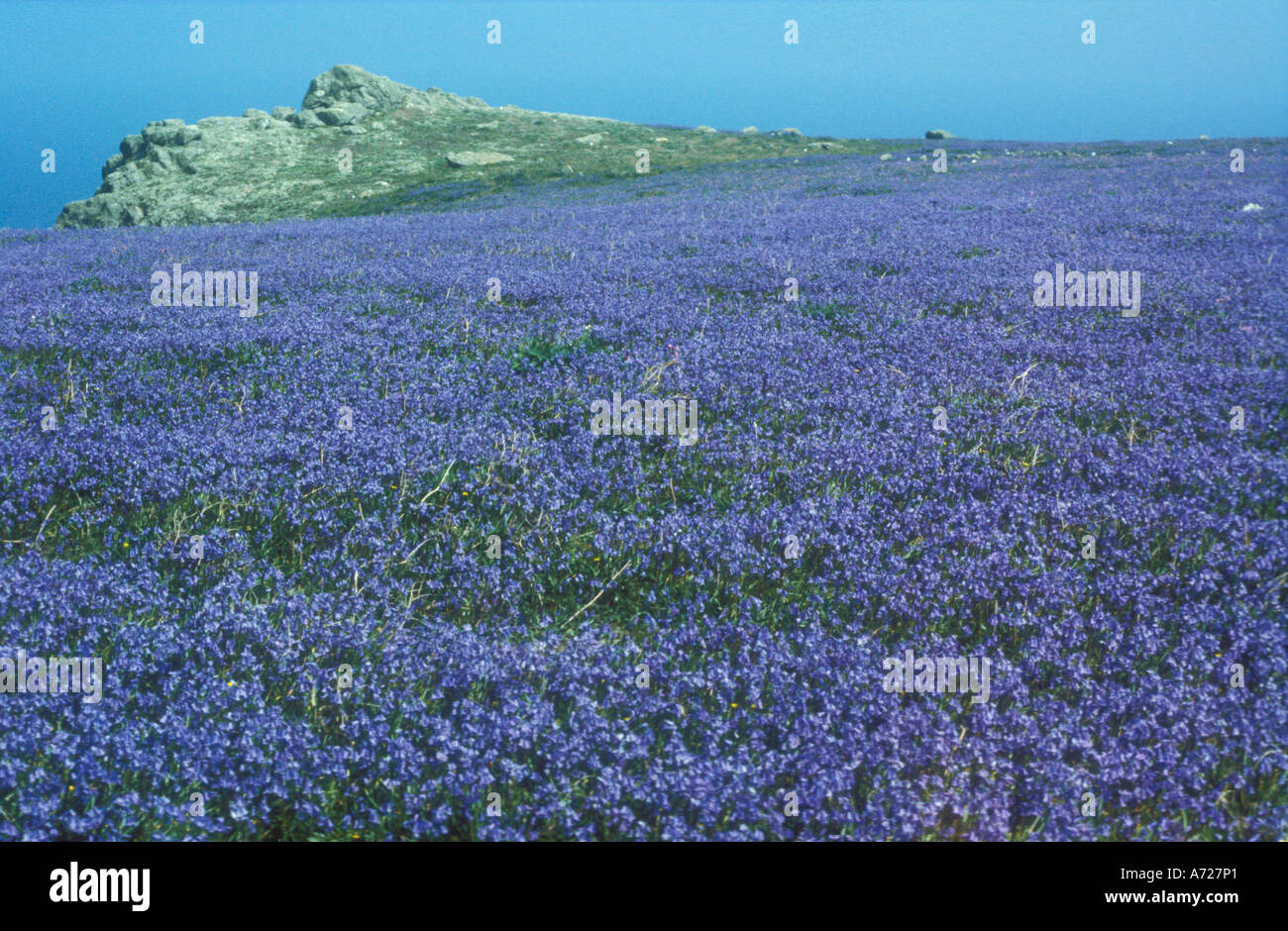 Ein Teppich aus Glockenblumen auf Skomer Island Wales Stockfoto
