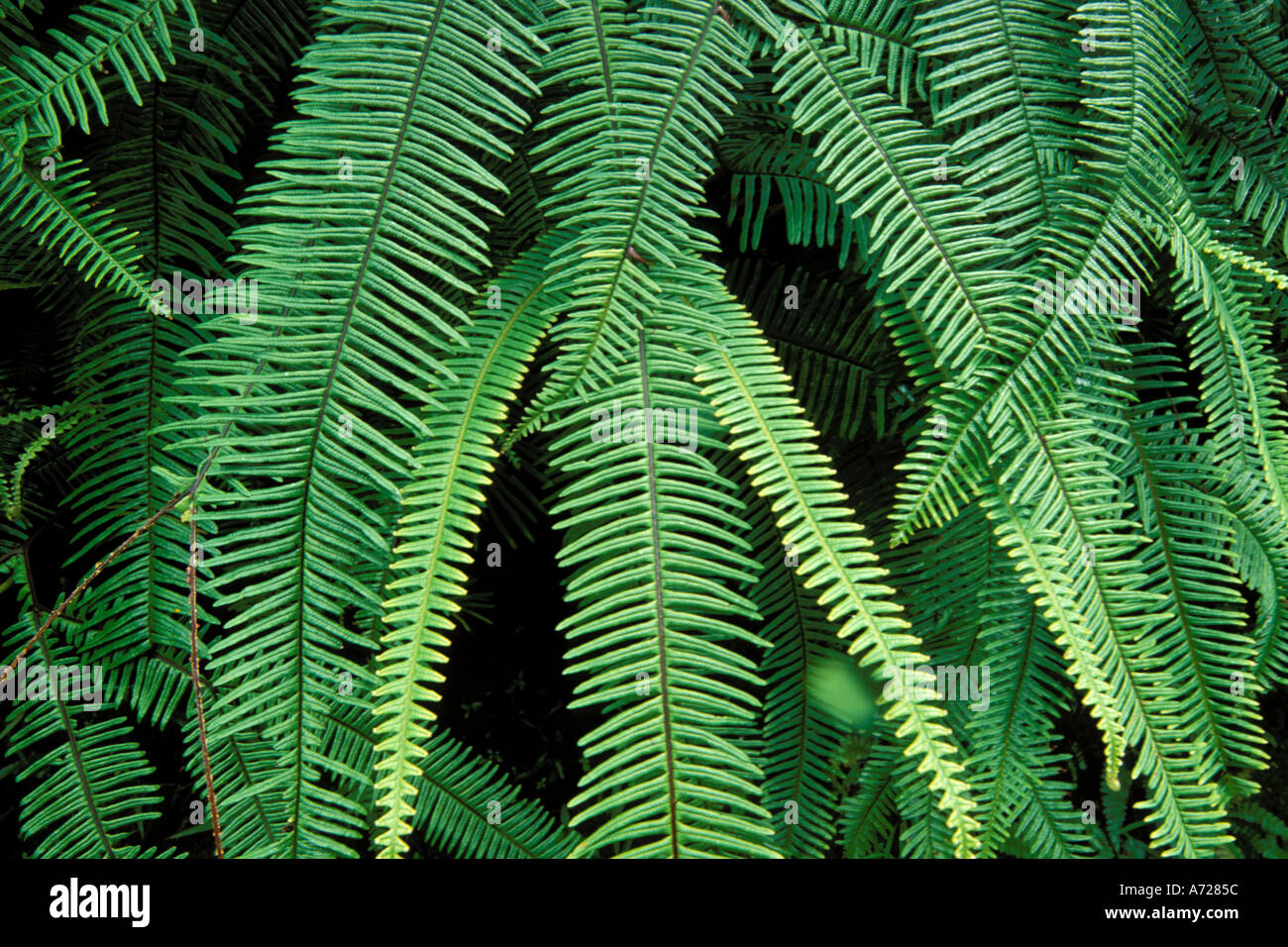 Tropische pflanzen farn -Fotos und -Bildmaterial in hoher Auflsung  Alamy