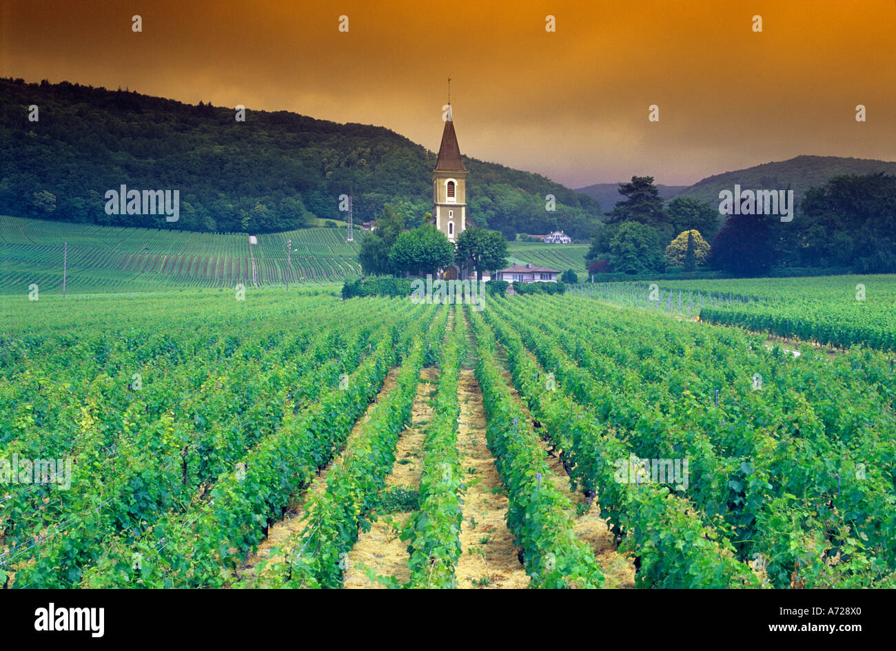 Weinberg in der Nähe von Genf, Schweiz Stockfoto