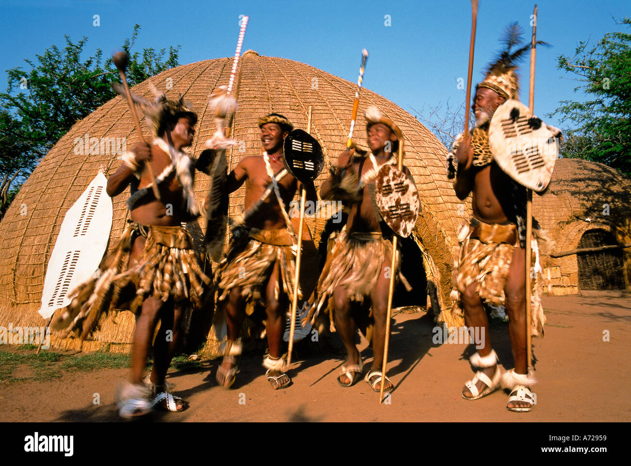 Zulu-Krieger tanzen und singen Simunye Provinz KwaZulu Natal-Südafrika Stockfoto