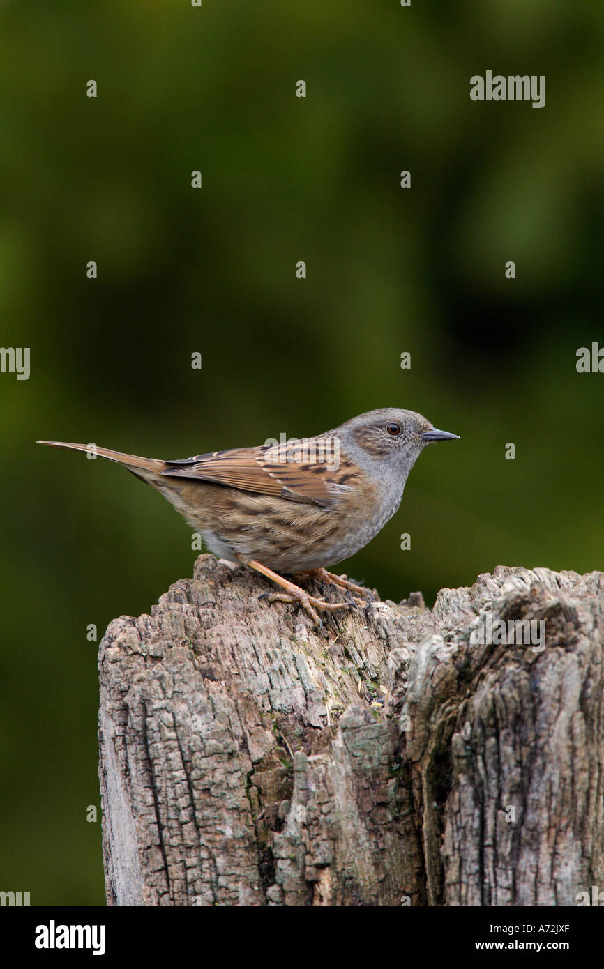 Heckenbraunelle Prunella Modularis saß auf Post mit Schweif auf der Suche nach Alarm mit schönen Fokus Hintergrund Potton Bedfordhire Stockfoto