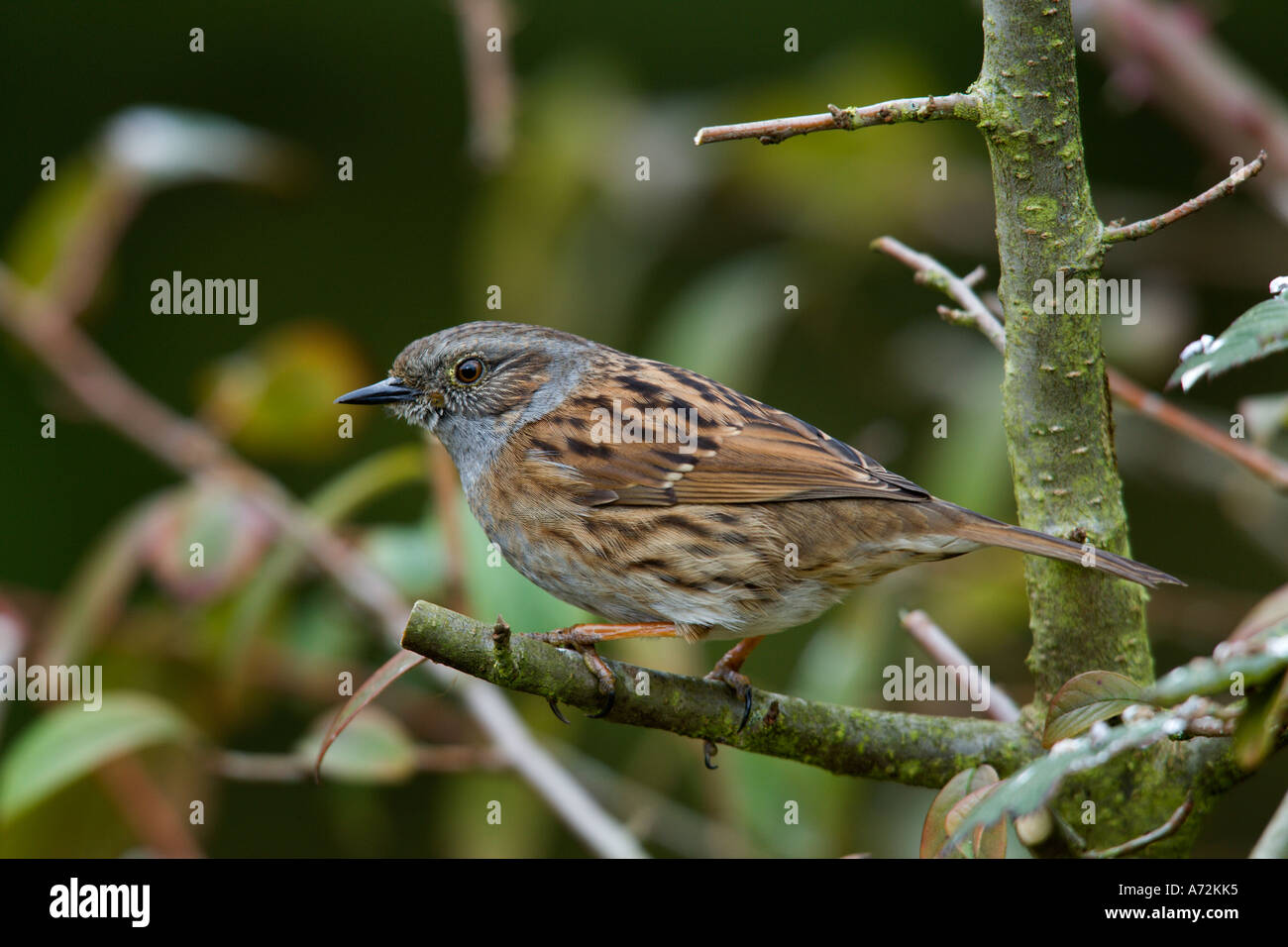 Heckenbraunelle Prunella Modularis Zweig Potton Bedfordshire Warnung auf Stockfoto