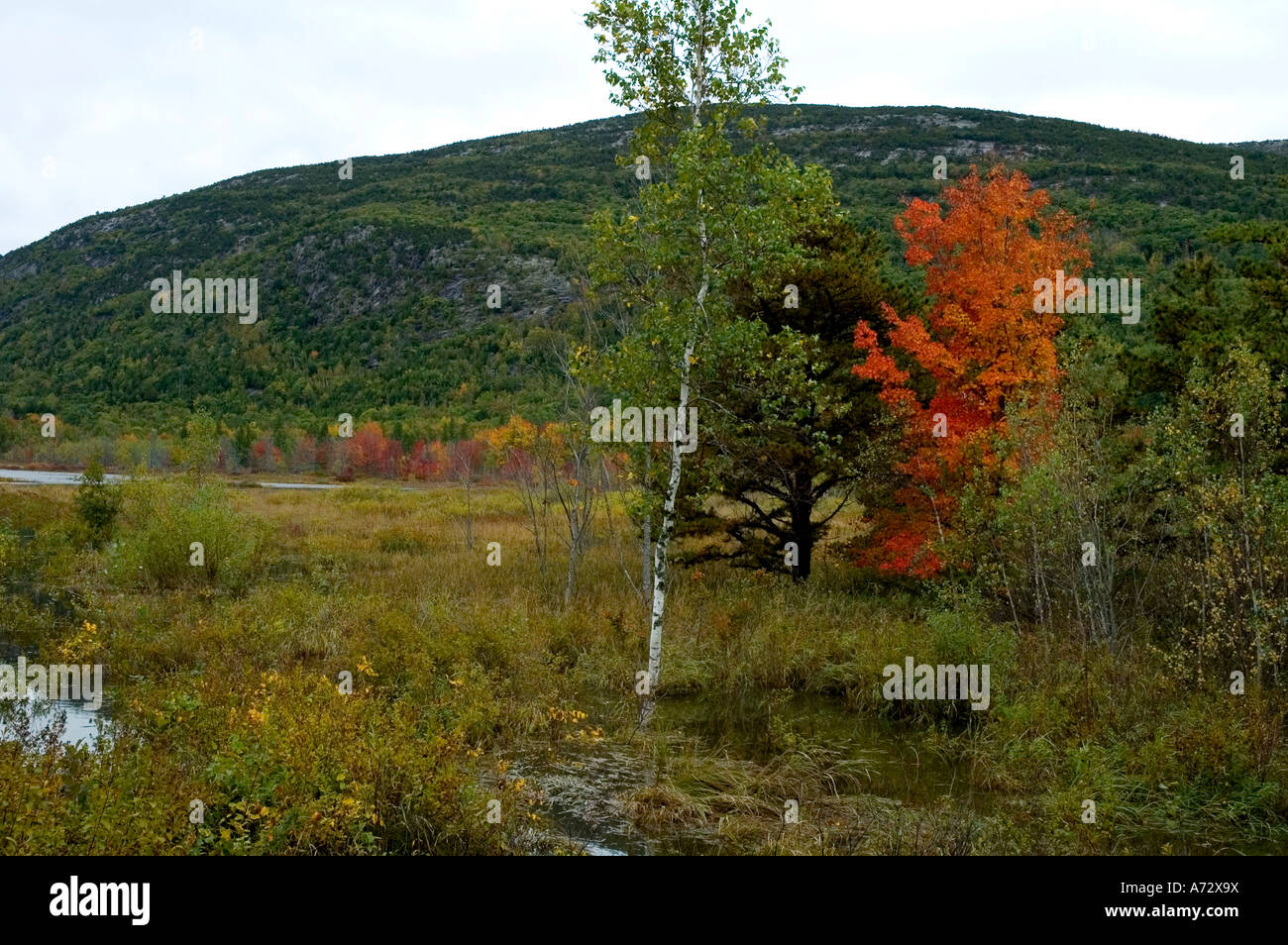 Herbst Farbe in der Nähe von Sieur de Monts Acadia Nat Park ME Stockfoto
