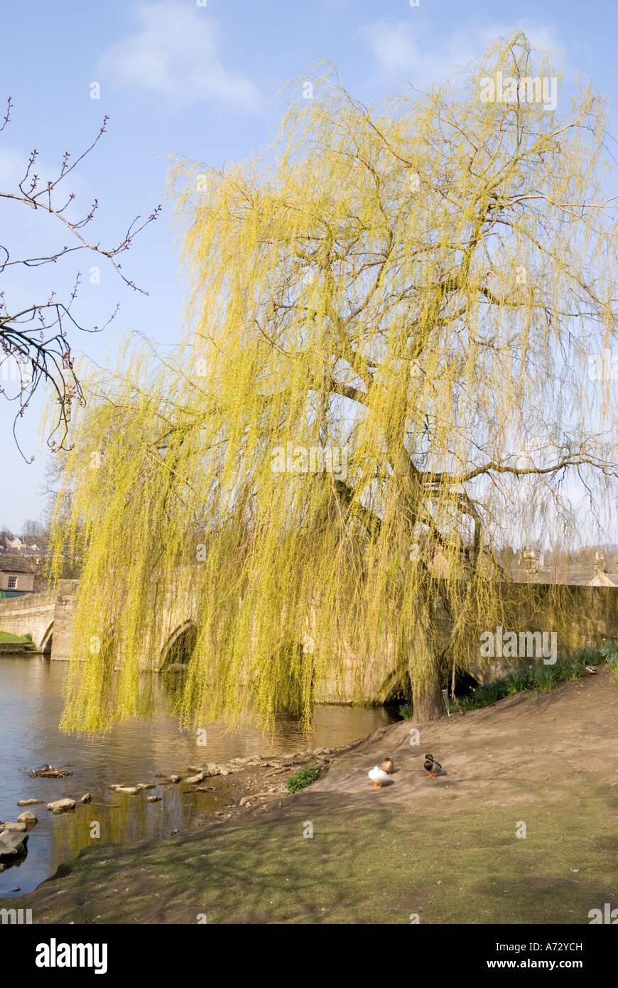 Willow Tree und alte steinerne Brücke in Bakewell Stockfoto