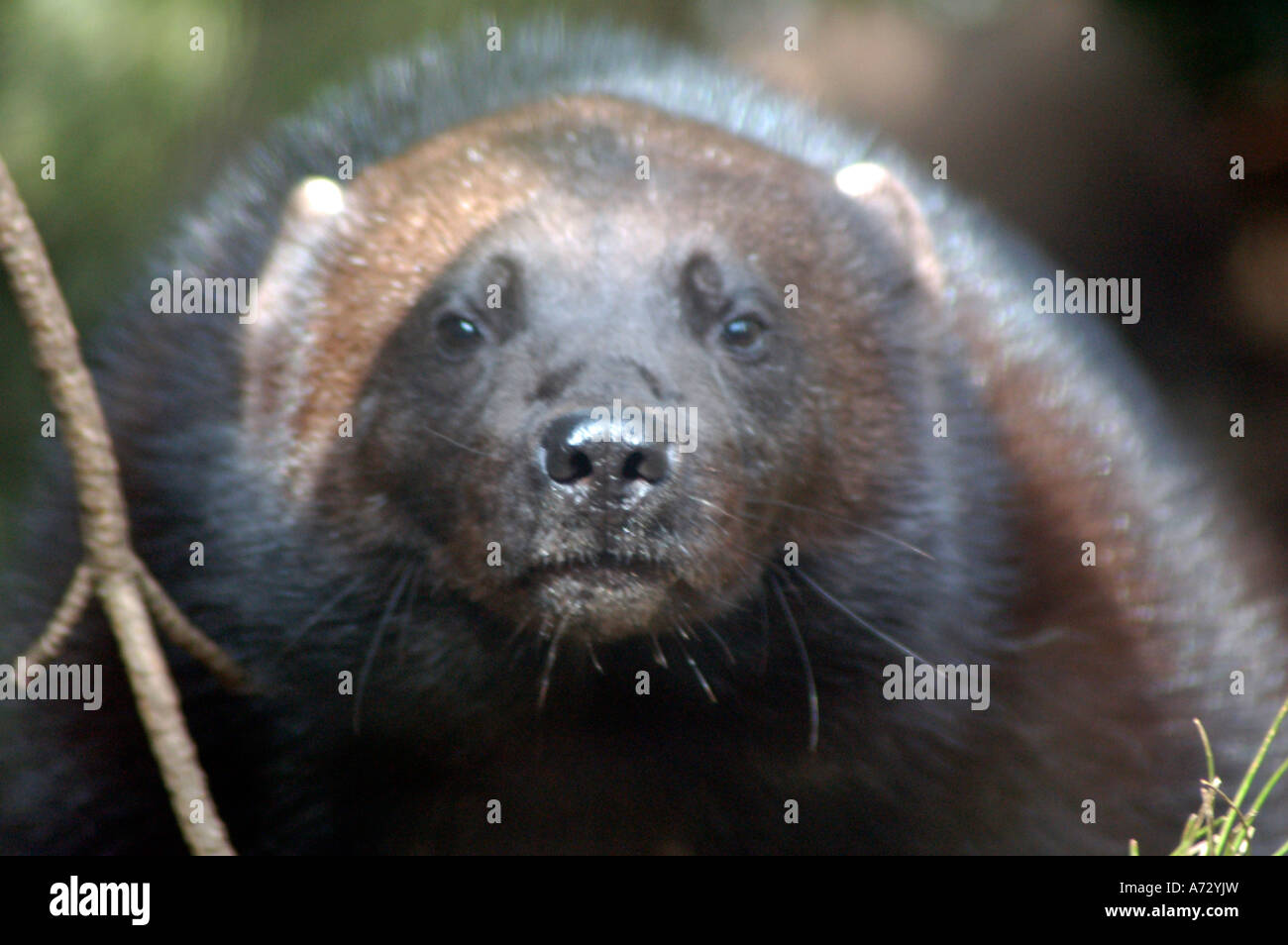Wolverine in Edinburgh Zoo Stockfoto