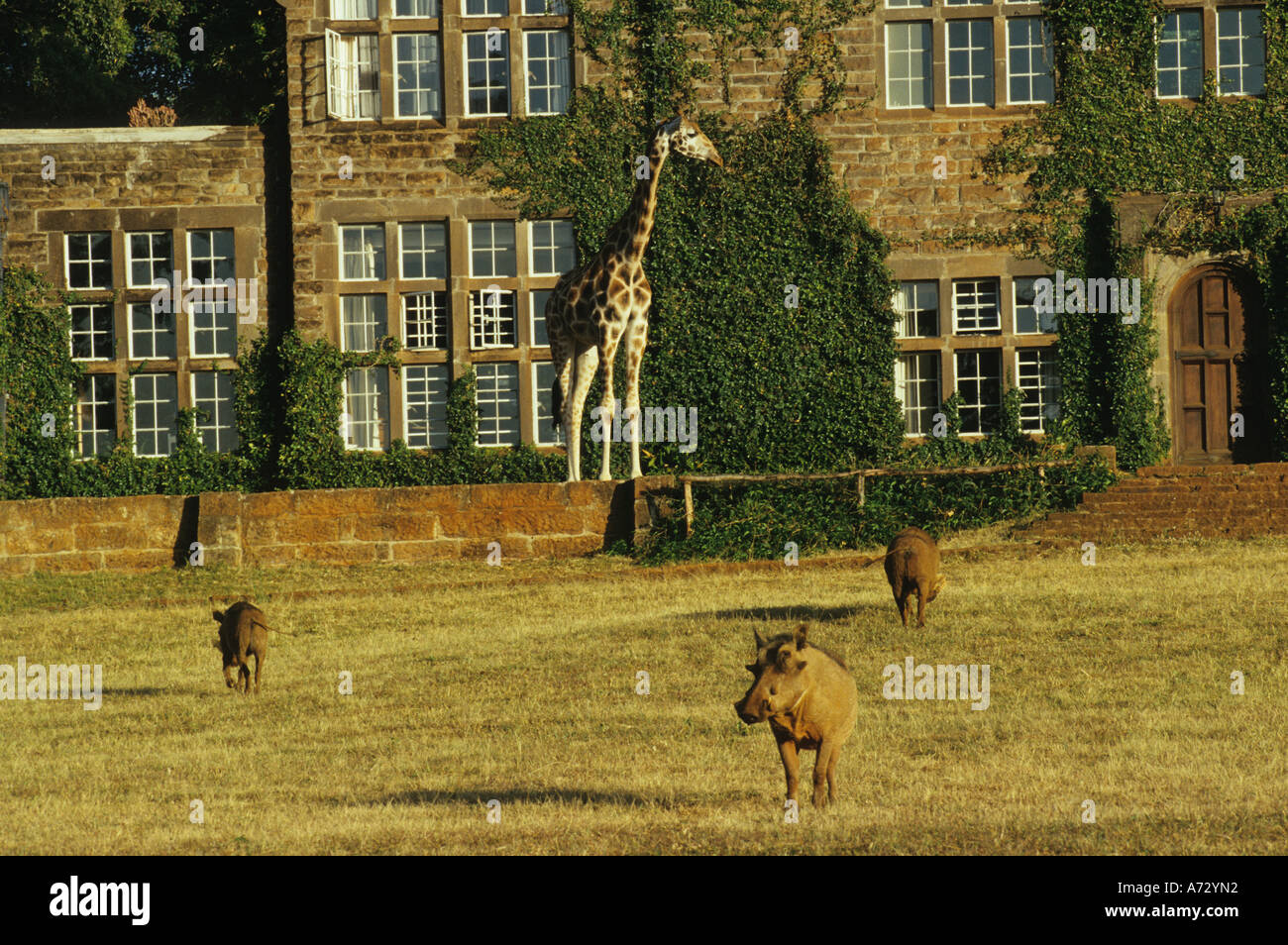 Giraffe Manor Nairobi Kenia Stockfoto