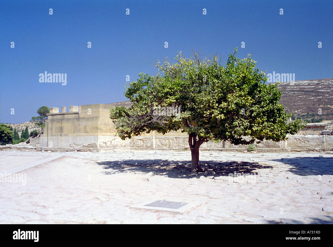 Olivenbaum unter den Ruinen von Knossos in West-Kreta-Griechenland Stockfoto