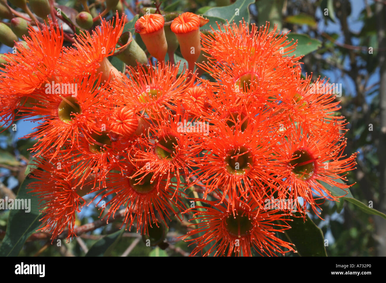 Orange, Eukalyptus oder Kaugummi-Blüten Stockfoto