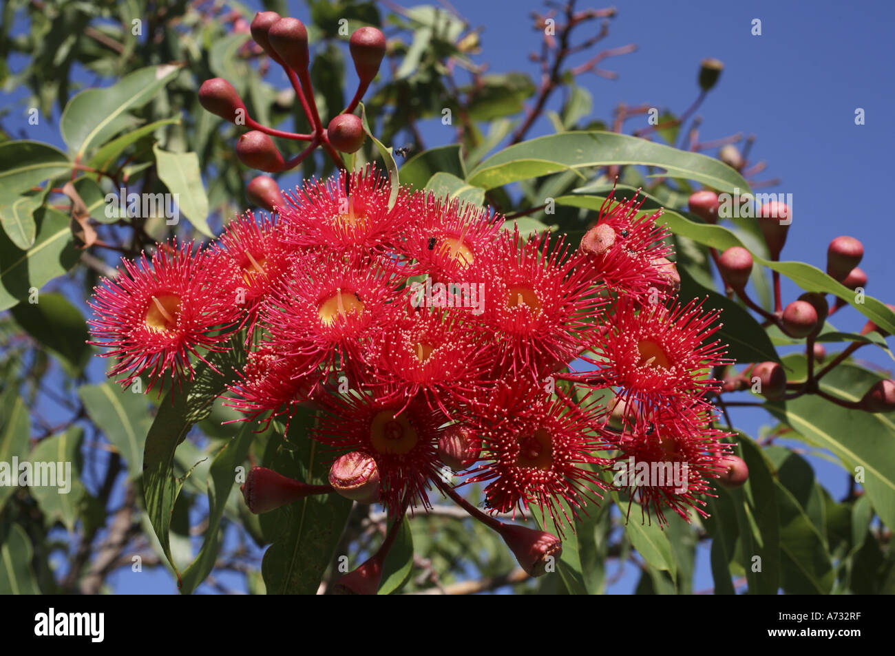 Blüten des rot blühenden Zahnfleisches, Corymbia ficifolia. Australien Stockfoto