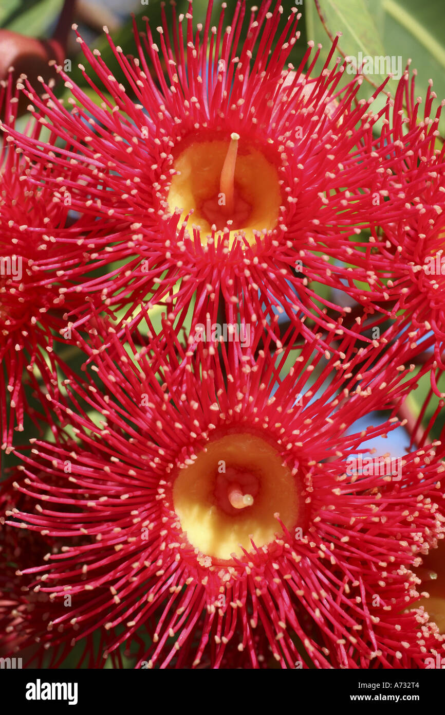 Blüten des rot blühenden Zahnfleisches, Corymbia ficifolia. Australien Stockfoto