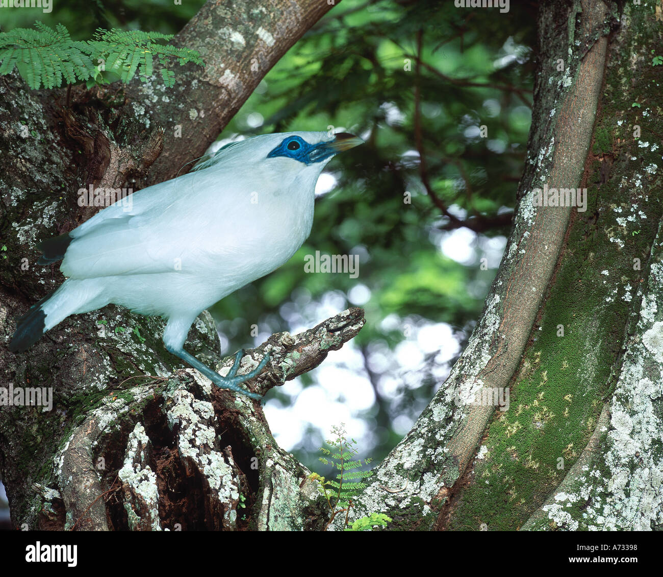 Balinesische Starling, Bali, Indonesien Stockfoto