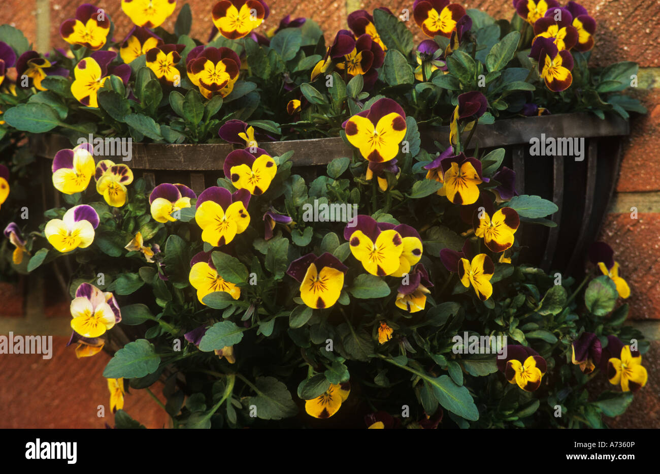 Viola, Tricolor Stockfoto