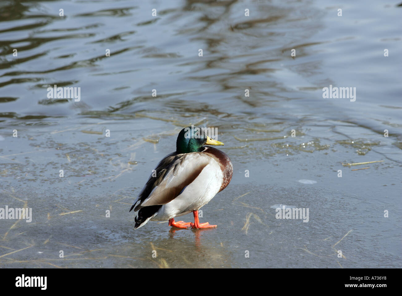 Eine Ente steht auf dem zugefrorenen See in Jephson Gardens, Royal Leamington Spa, Warwickshire, England Stockfoto