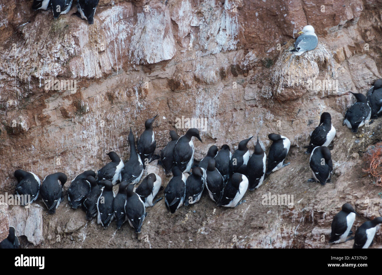 gemeinsamen Guillemot (Uria Aalge), Brut Kolonie in Felswand, Deutschland, Helgoland Stockfoto