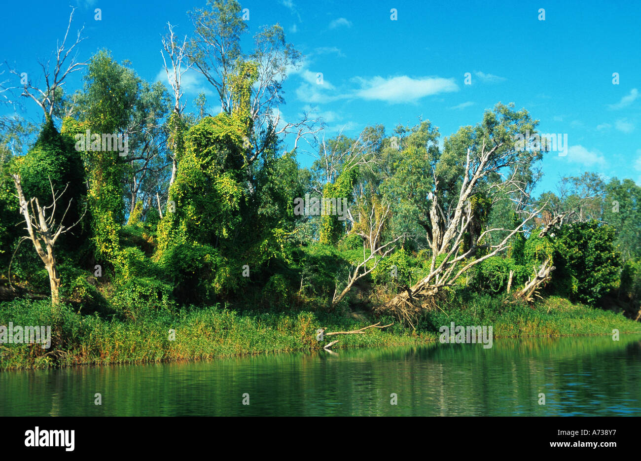 Wald im Riverside in Geikie Gorge, Australia, Western Australia Stockfoto