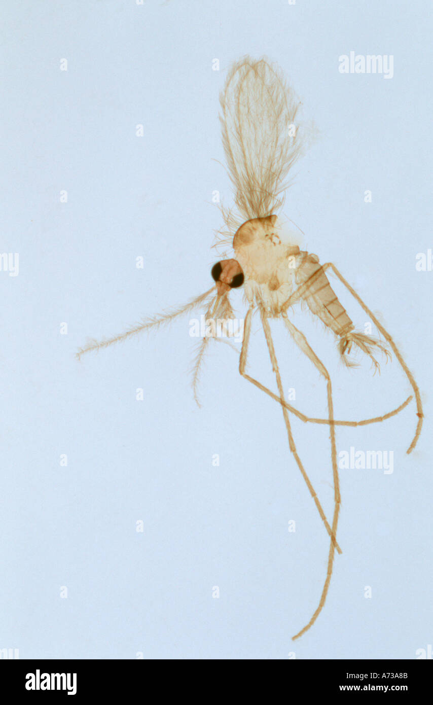 Männliche Sandfly Phlebotomus Spp Diptera Psychodidae Vektor der Eckzahn menschlichen Leishmaniose in den Mittelmeergebieten vorbereitet rutschte Stockfoto