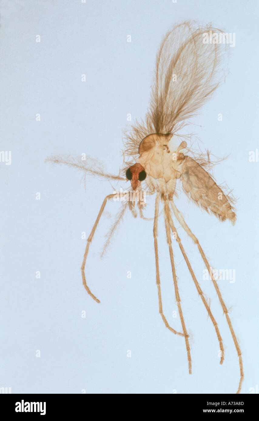 Weibliche Sandfly Phlebotomus Spp Diptera Psychodidae Vektor der Eckzahn menschlichen Leishmaniose im Mittelmeerraum Folie Stockfoto