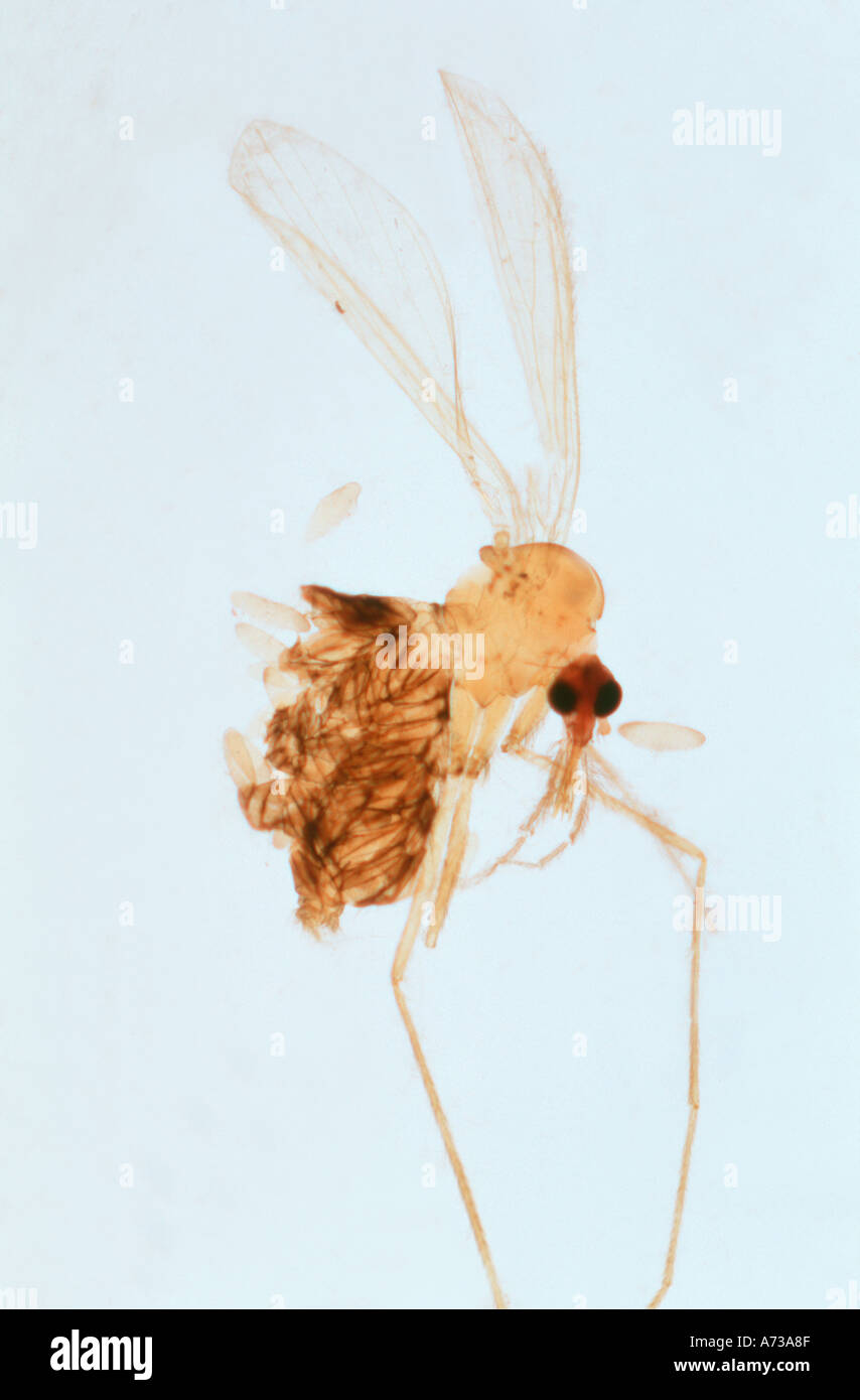 Weibliche Sandfly Phlebotomus Spp Diptera Psychodidae Vektor der Eckzahn menschlichen Leishmaniose im Mittelmeer mit Eiern Folie Stockfoto