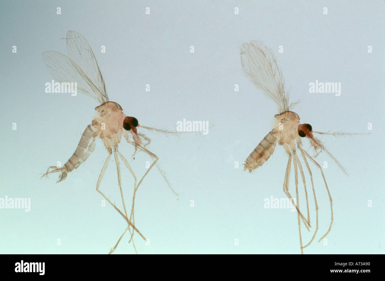 Männlich weiblich Sandfly Phlebotomus Spp Diptera Psychodidae Vektor der Eckzahn menschlichen Leishmaniose im Mittelmeerraum Folie Stockfoto