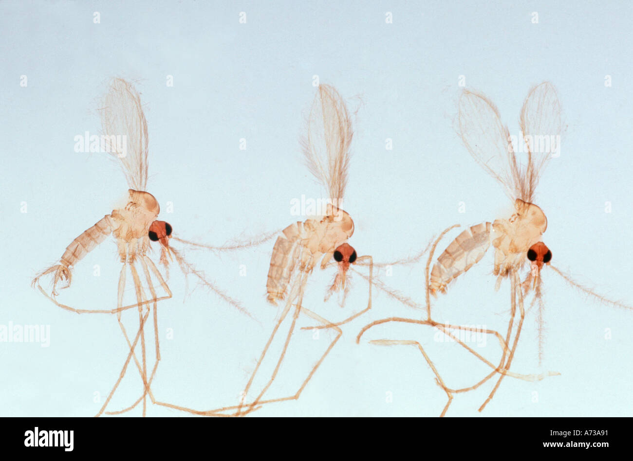 1 Männchen 2 Weibchen Sandfly Phlebotomus Spp Diptera Psychodidae Vektor der Eckzahn menschlichen Leishmaniose in den Mittelmeergebieten Stockfoto
