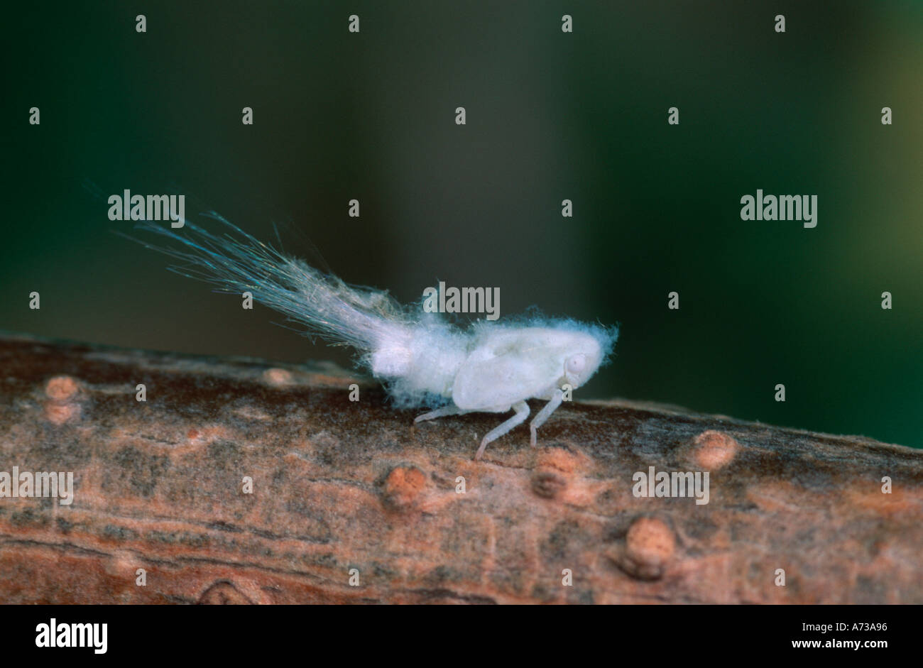 Citrus Flatid Planthopper (Metcalfa Pruinosa) Stockfoto