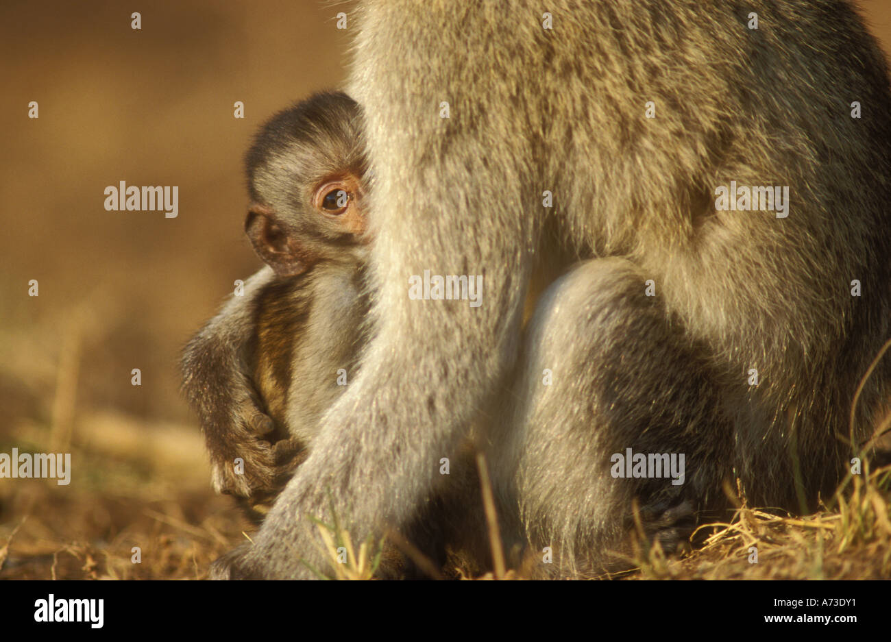 Baby Vervet Affen in armen Mütter Stockfoto