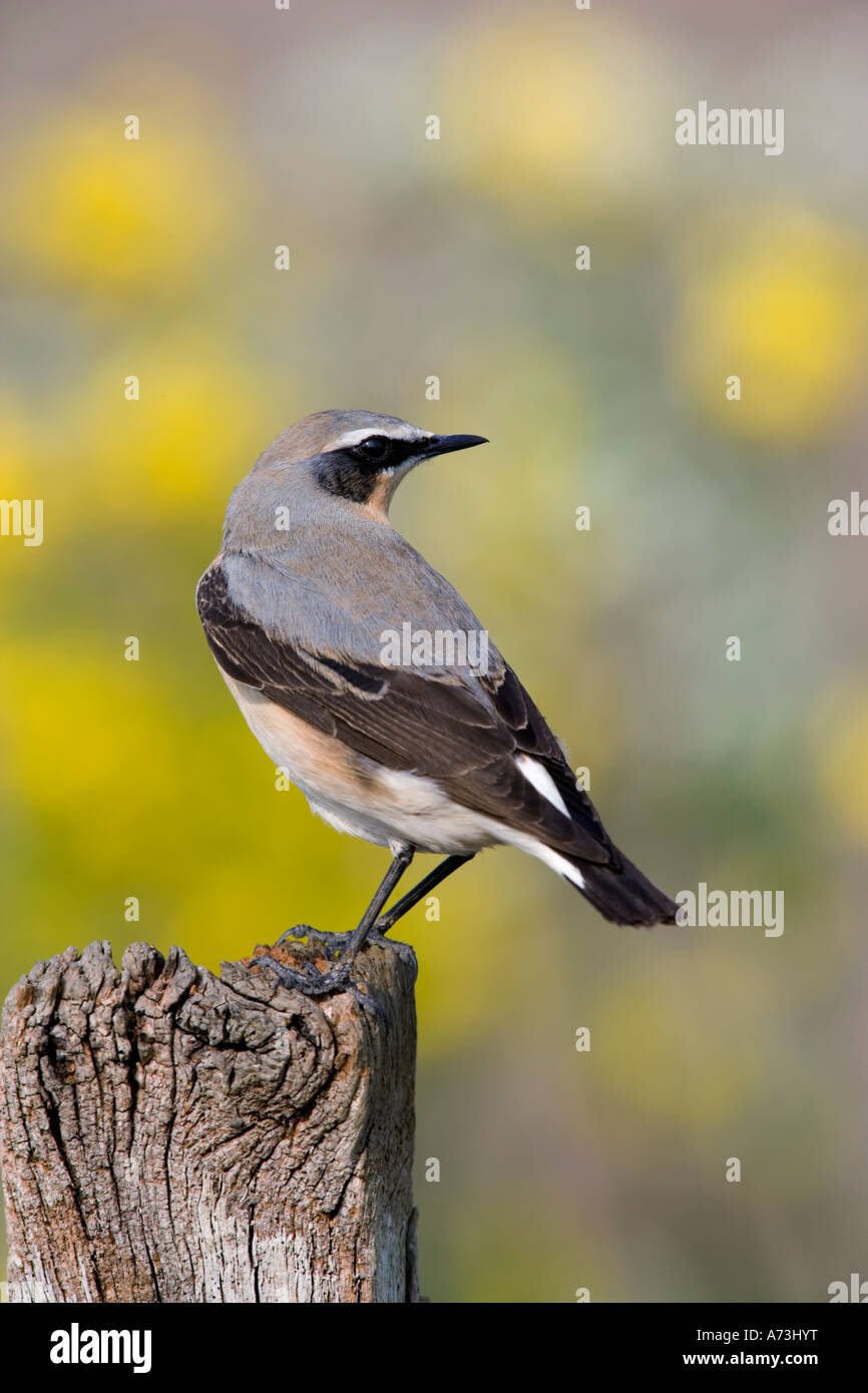 Steinschmätzer Oenanthe Oenanthe thront auf Pfosten seitlich mit nett suchen aus Fokus Hintergrund Ashwell Hertfordshire Stockfoto