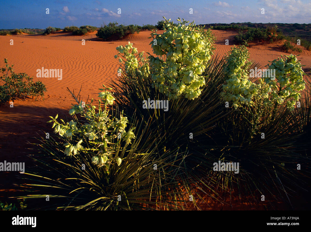 Blühende Torrey Yucca in Wüste Stockfoto