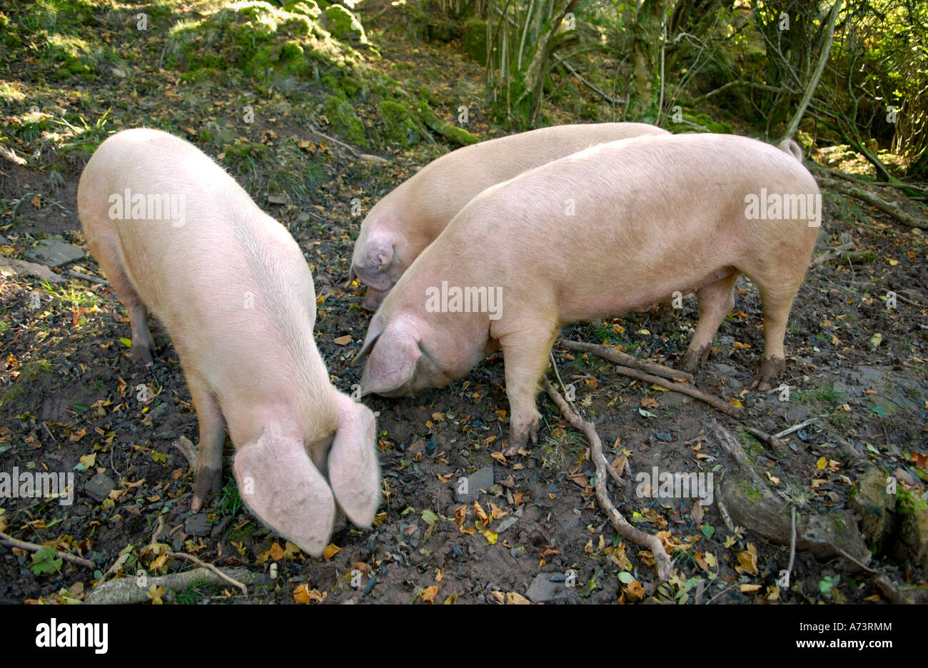 British Lop Schweine wühlen frei im Wald auf biodynamische Biohof Cwmyoy Monmouthshire Süd Walesbiodynamic Stockfoto