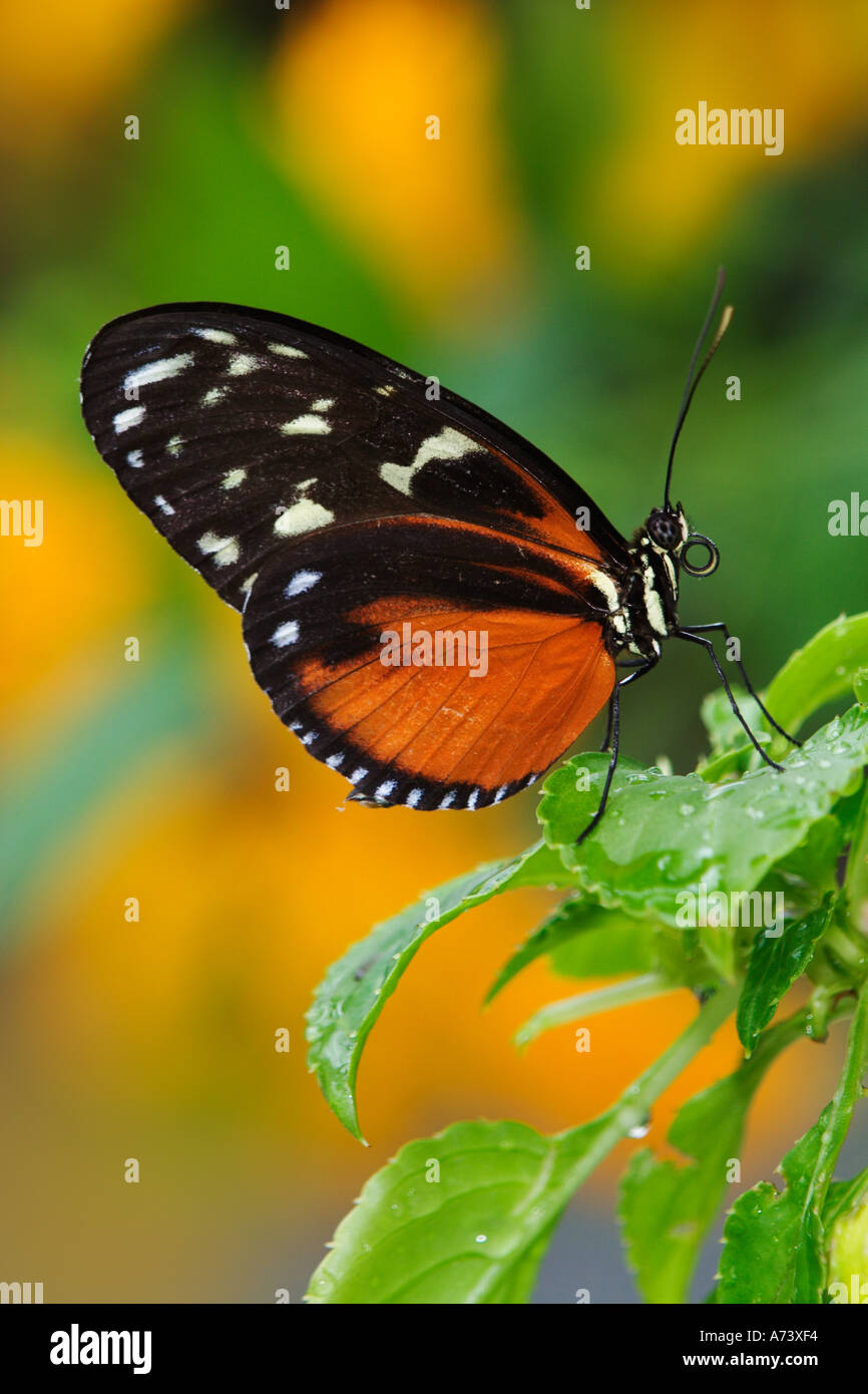 Goldene Helicon, Heliconius Aigeus, gefunden in ganz Mittel- und tropischen Südamerika Stockfoto