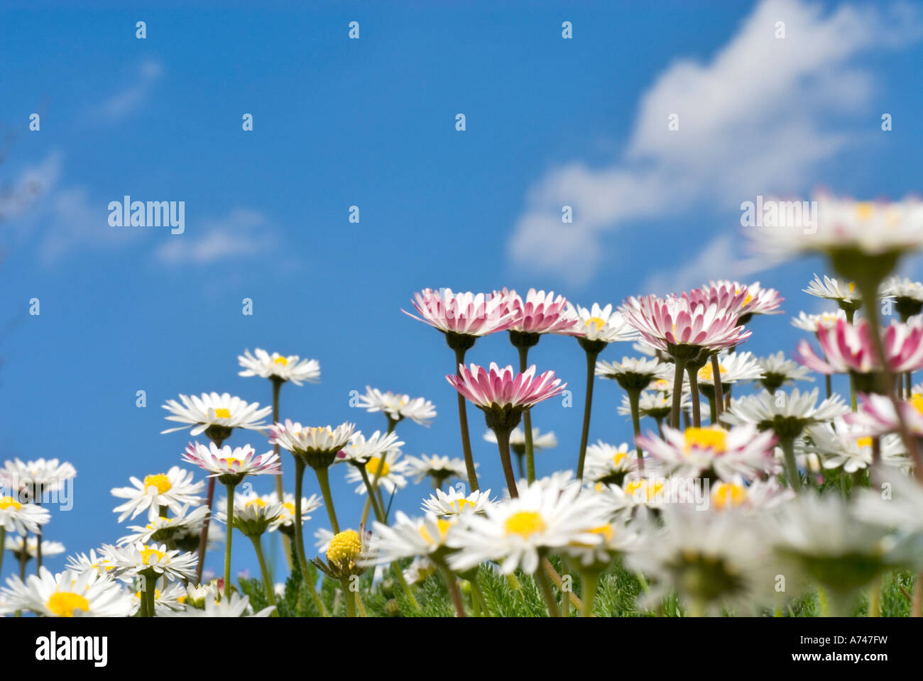 Wilden Gänseblümchen Bellis Perennis in der Sonne im hellblauen Himmel und weiße Wolken im Hintergrund unscharf Stockfoto