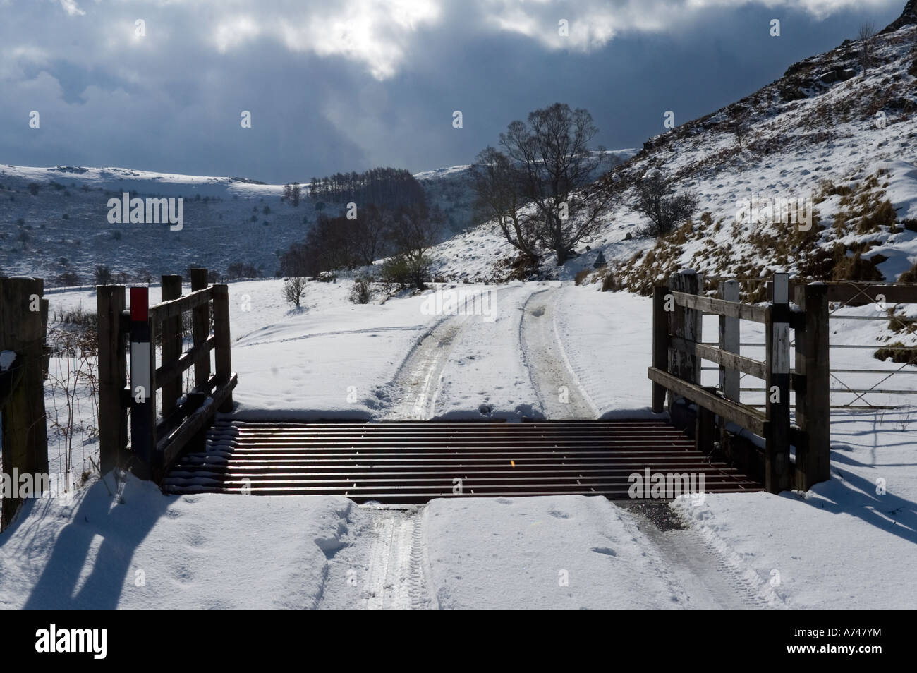 Rinder-Raster auf einer Landstraße im Winter Powys Wales UK Stockfoto