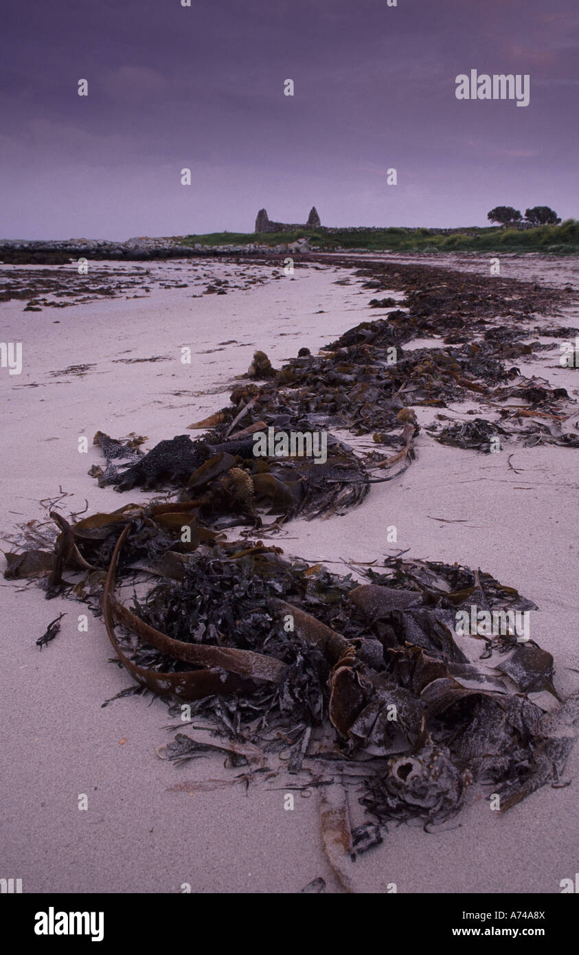 Strandlinie entwurzelter Algen cast an Land nach Stürmen Stockfoto