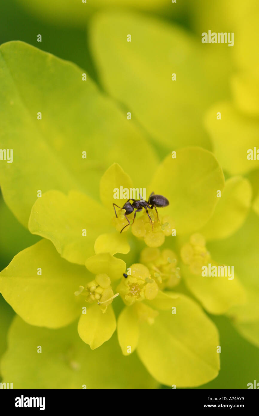 Ameise auf Blatt Stockfoto