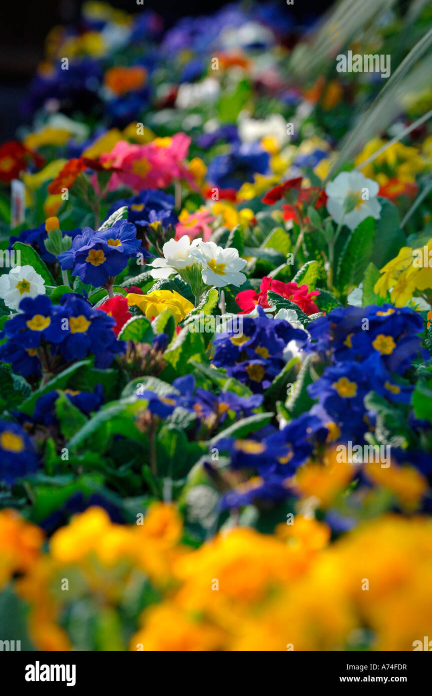 Polyanthus Blumen. Stockfoto