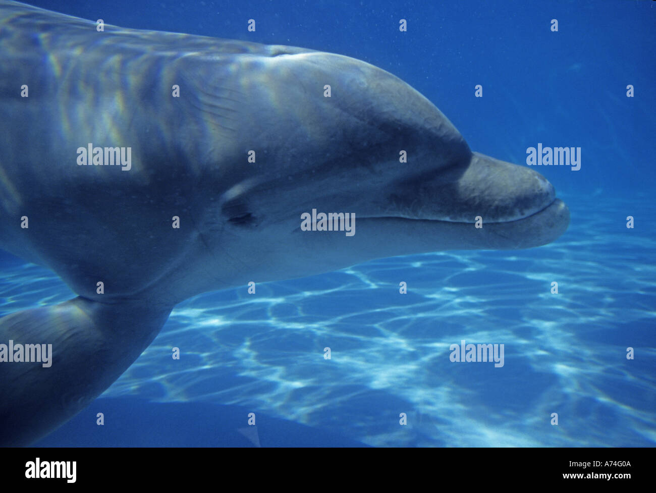 Mexiko, Cozumel. Bottlenosed Delphin, Tursiops Truncatus Stockfoto