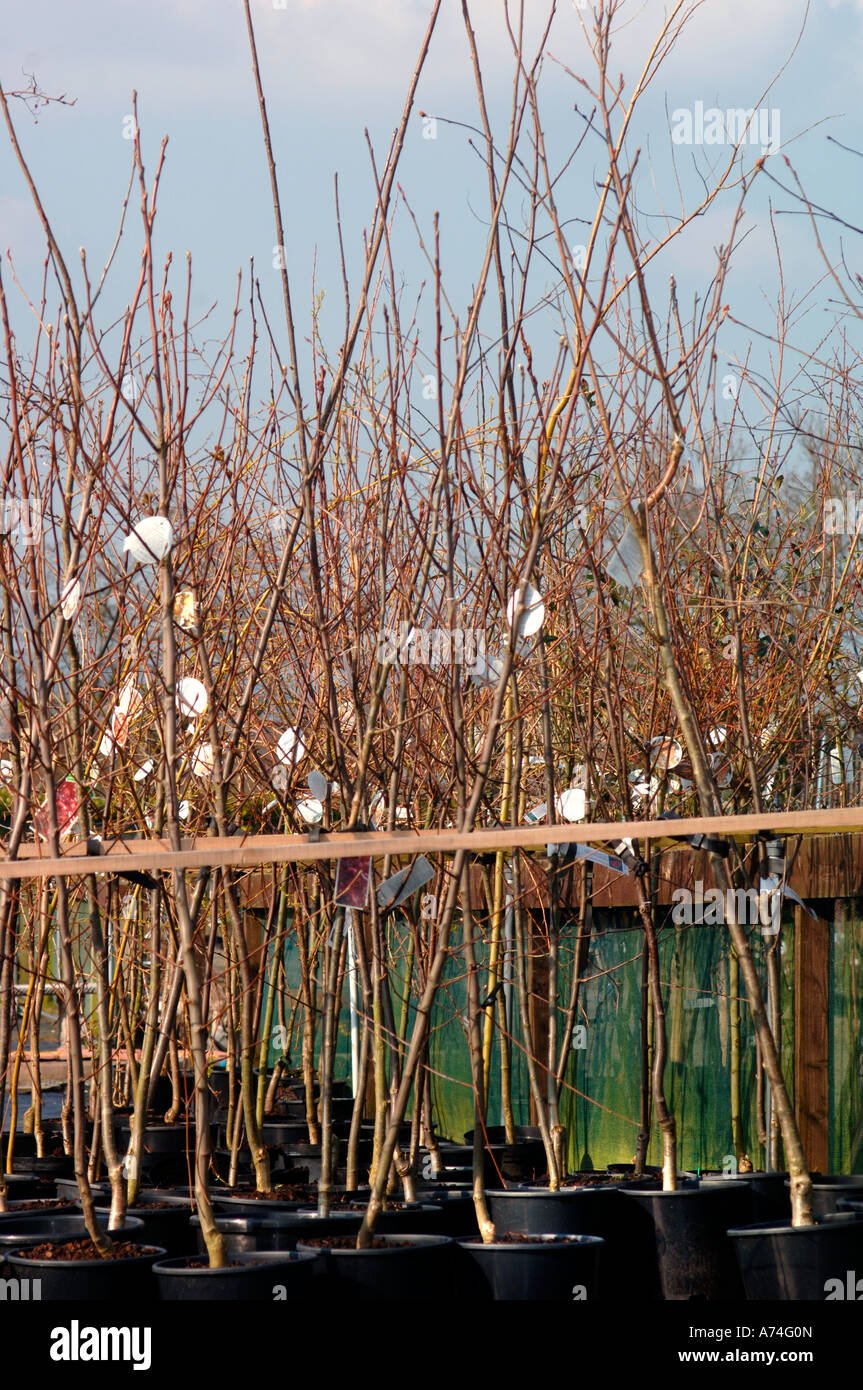 Junge Bäume zum Verkauf, in einem Garten-Center Stockfoto