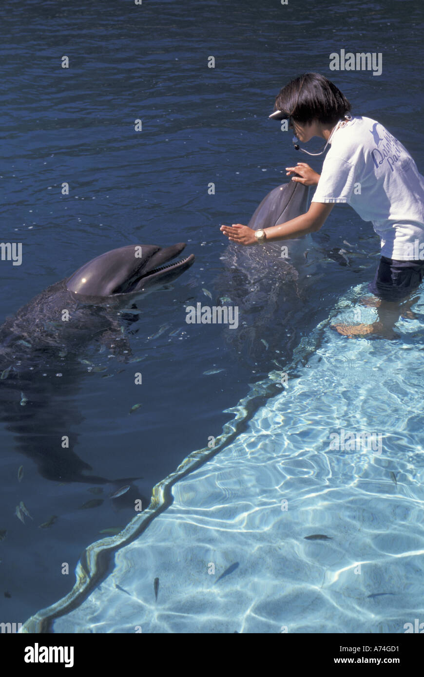 Mikronesien, Palau Dolphin Pazifik Trainer mit Delfinen große Tümmler (Tursiops Truncatus) Stockfoto