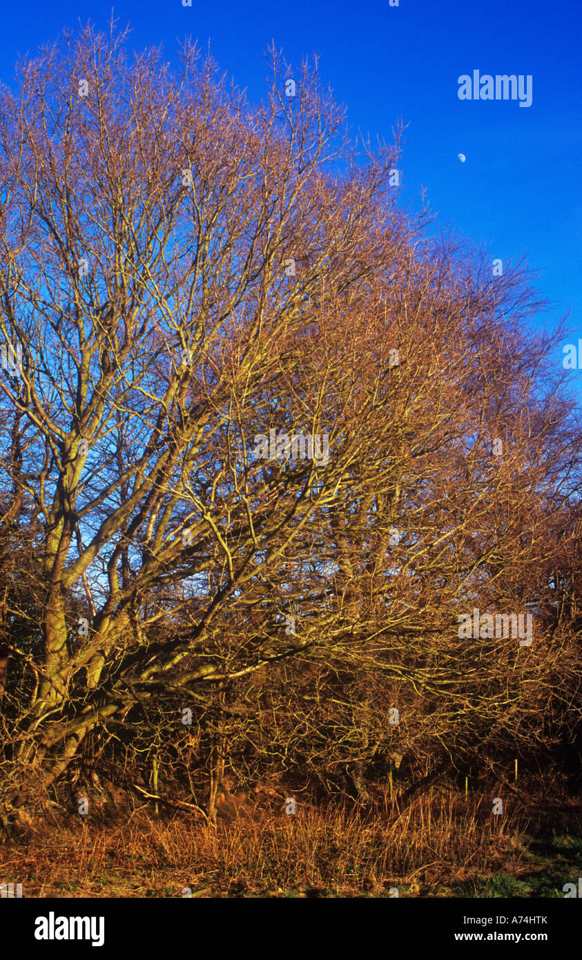 Winter-Detail der rot-braune kahle Äste und Zweige der englischen Eiche und gemeinsame Erlen unter blauem Himmel mit Mond erscheinen Stockfoto
