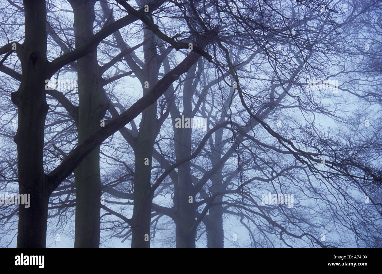 Detail der Reihe von nackten Winter Rotbuche oder Fagus Sylvatica Bäume zurück in Nebel oder dichten Nebel Stockfoto