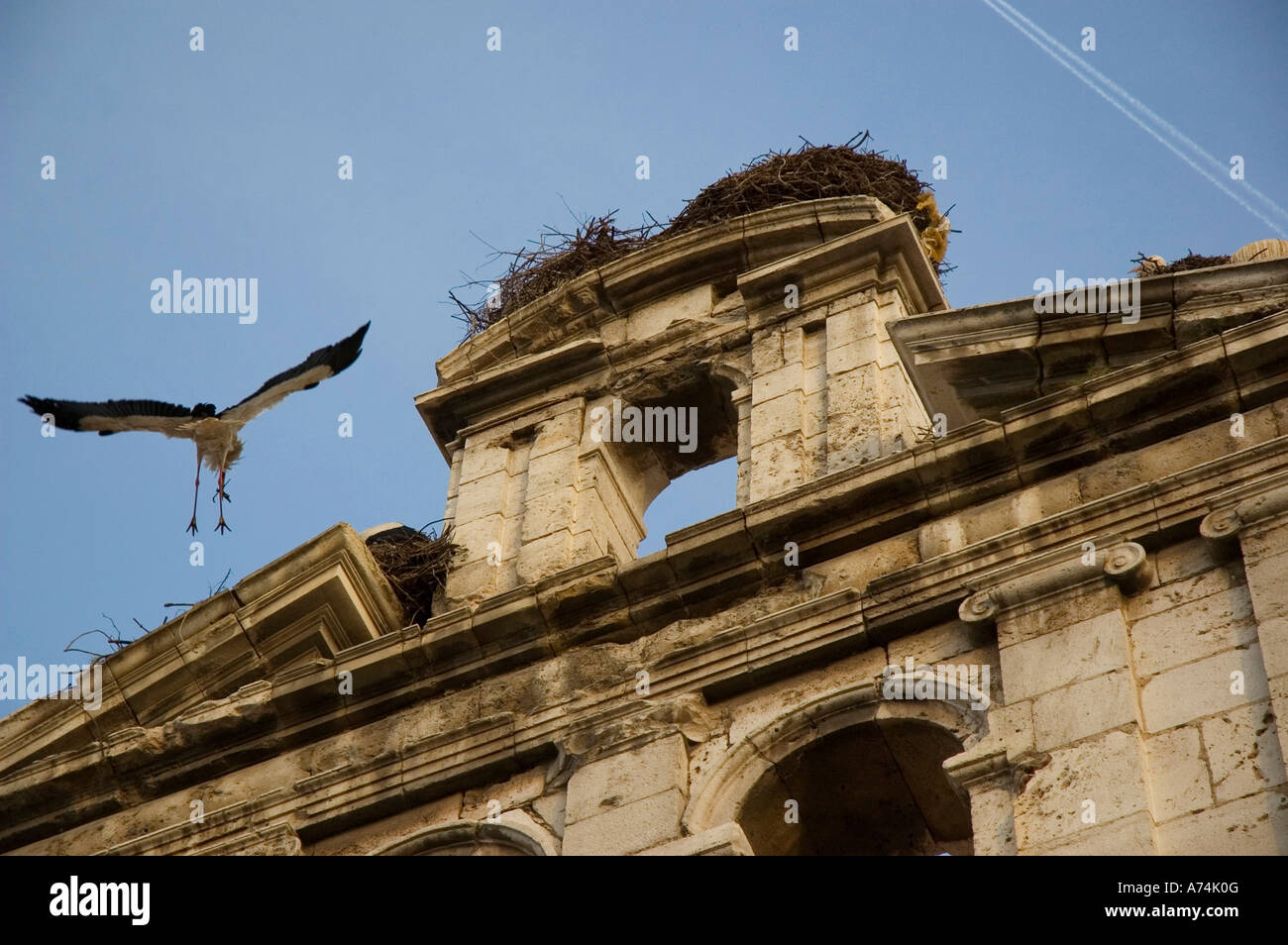 Storch in der Kapelle des alten Major School von San Ildefonso heute Rektor von Alcala Universität ALCALA DE HENARES Stockfoto