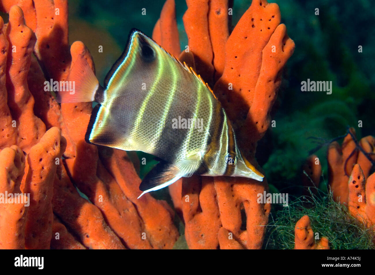 ein Erwachsener abschneiden Coralfish Sub, Chelmonops Truncatus, Schwimmen unter orange Meeresschwämme Stockfoto