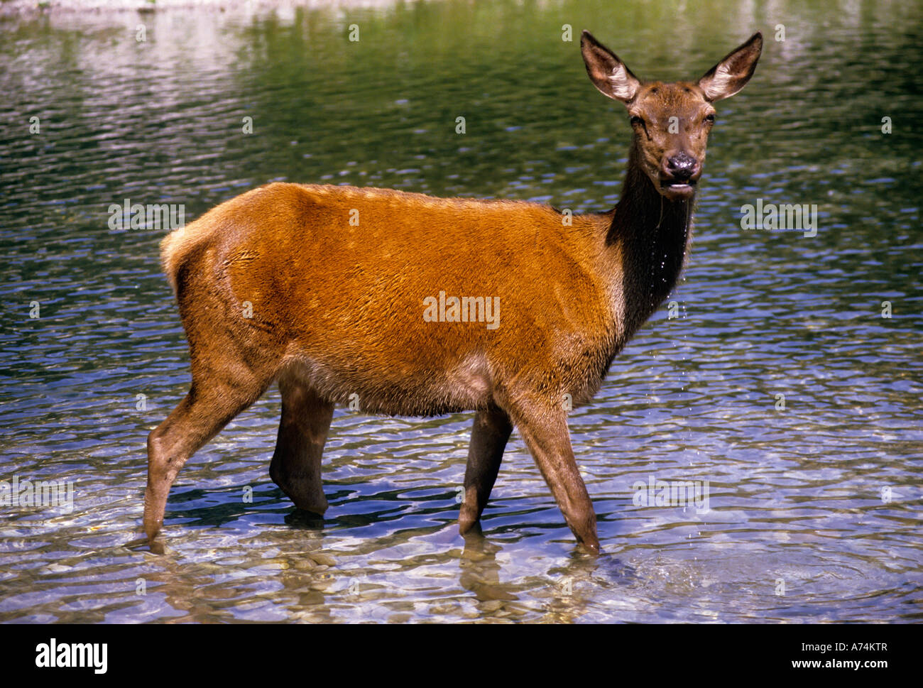 Rothirsch Cervus Elaphus Doe im Fluss Österreich Stockfoto